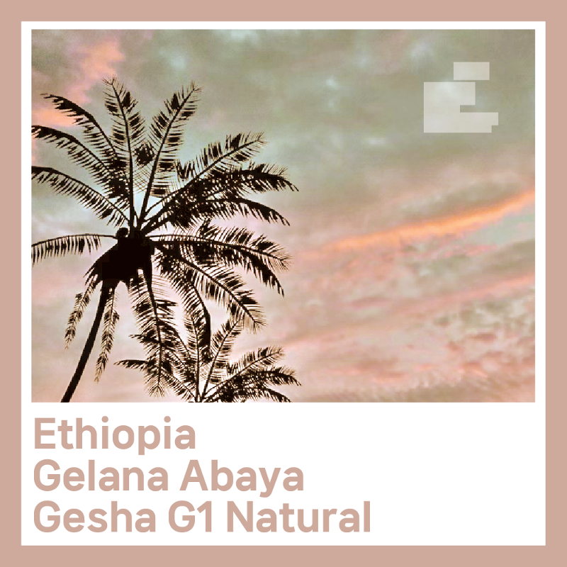 에티오피아 겔레나 아바야 게이샤 G1 Natural, 500g 당일 로스팅, 싱글 원두